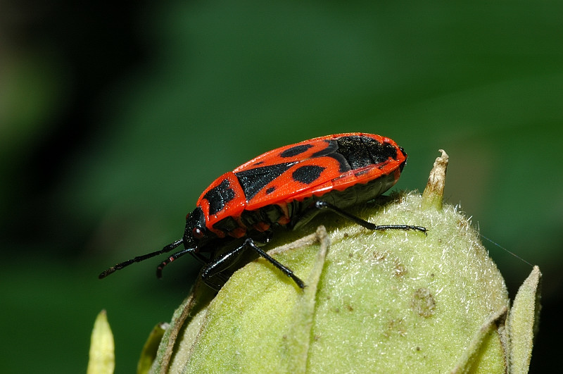 Pyrrhocoris apterus